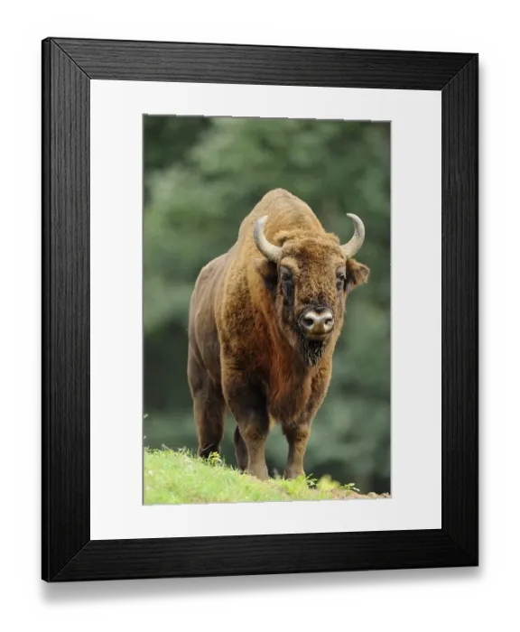 Framed Print : A bison on a green meadow with trees in the background Framed Print : A bison on a green meadow with trees in the background