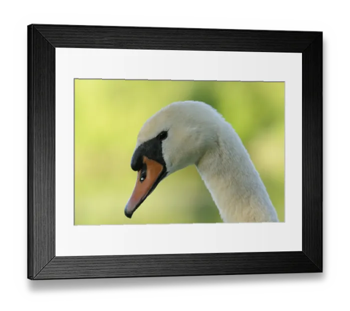 Framed Print : A swan's head in side view in front of a green Framed Print : A swan's head in side view in front of a green