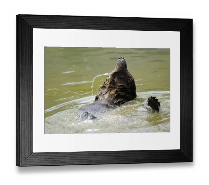 Framed Print : A brown bear moves dynamically in the water and splashes around
