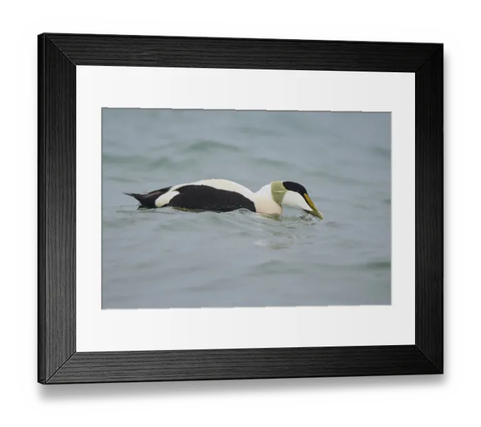 Framed Print : Common eider (Somateria mollissima) male swimming in the sea Framed Print : Common eider (Somateria mollissima) male swimming in the sea