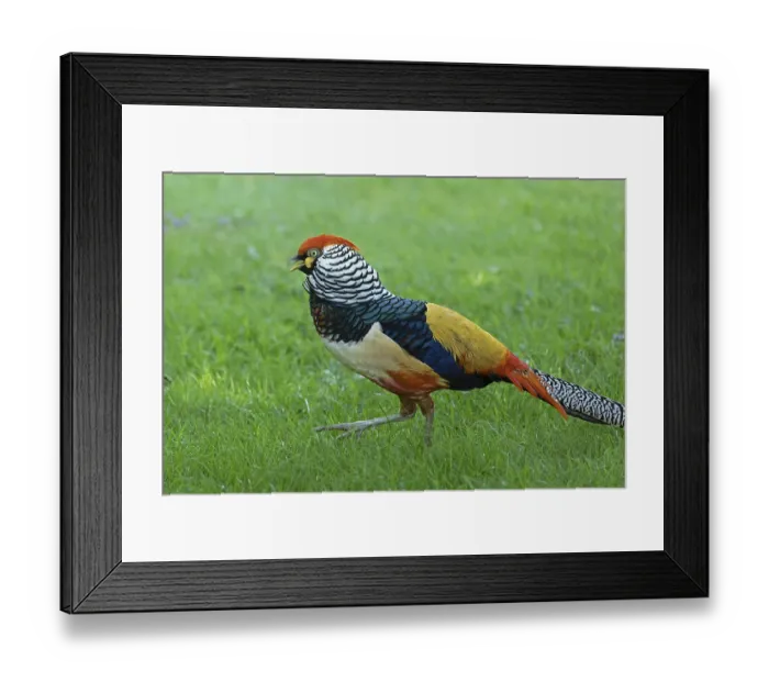 Framed Print : Golden pheasant (Chrysolophus pictus)