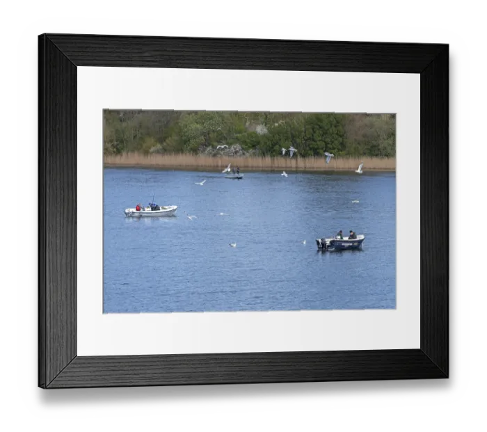 Framed Print : Seagulls, boats, people, herring fishing Framed Print : Seagulls, boats, people, herring fishing
