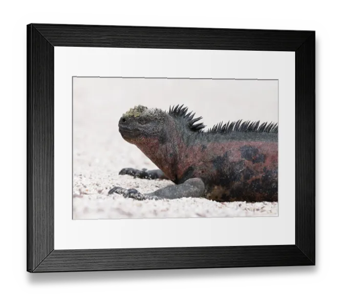 Framed Print : Galapagos Marine Iguana (Amblyrhynchus cristatus mertensi) Framed Print : Galapagos Marine Iguana (Amblyrhynchus cristatus mertensi)