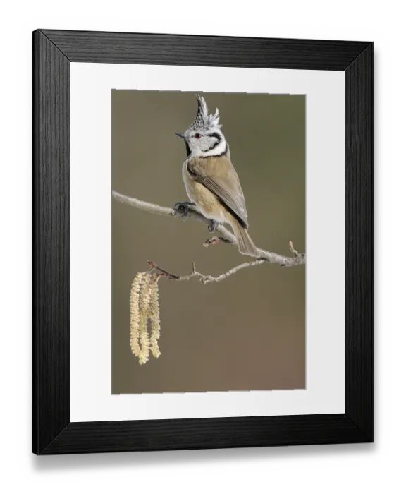 Framed Print : The Crested Tit (Lophophanes cristatus)