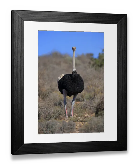 Framed Print : South African ostrich (Struthio camelus australis)