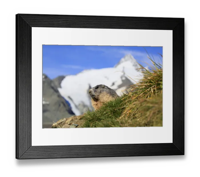 Framed Print : Alpine Marmot (Marmota marmota) Framed Print : Alpine Marmot (Marmota marmota)
