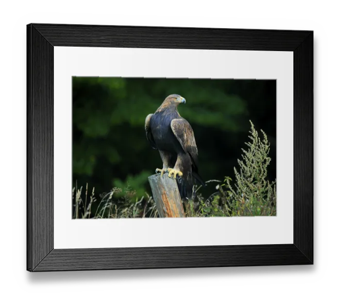 Framed Print : Golden eagle (Aquila chrysaetos) Framed Print : Golden eagle (Aquila chrysaetos)