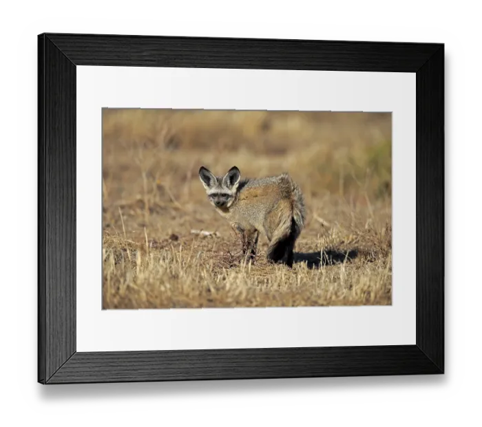 Framed Print : Bat-eared fox (Otocyon megalotis)