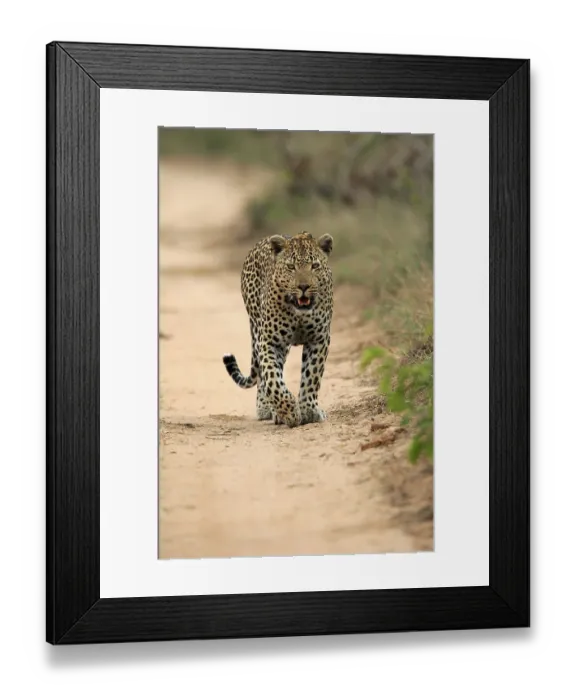 Framed Print : Leopard (Panthera pardus), adult