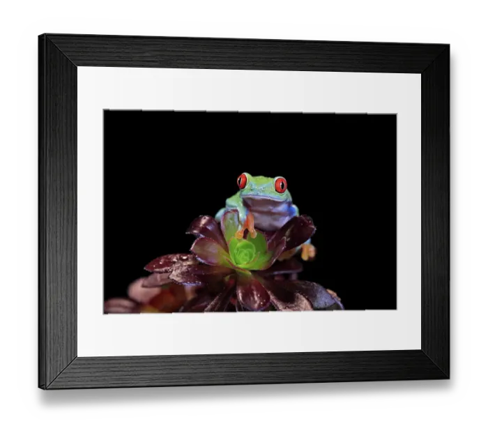 Framed Print : Red-eyed tree frog (Agalychnis callidryas) Framed Print : Red-eyed tree frog (Agalychnis callidryas)