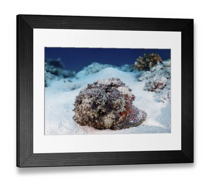 Framed Print : Reef stonefish (Synanceia verrucosa)