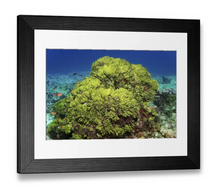 Framed Print : Bush Halimeda Green Algae (Halimeda) Great Barrier Reef