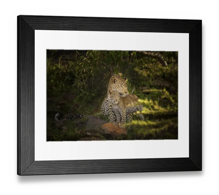 Framed Print : Leopard (Panthera pardus), mother with cub Framed Print : Leopard (Panthera pardus), mother with cub