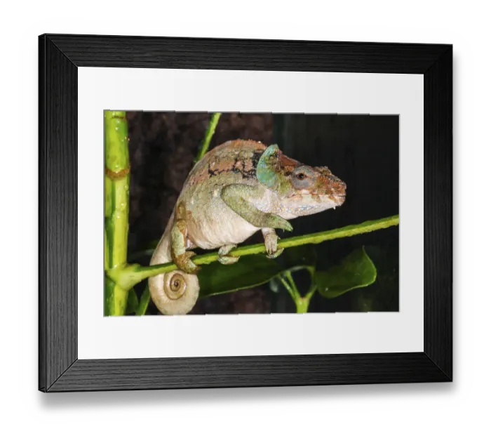 Framed Print : Malthe's chameleon (Calumma malthe) in terrarium