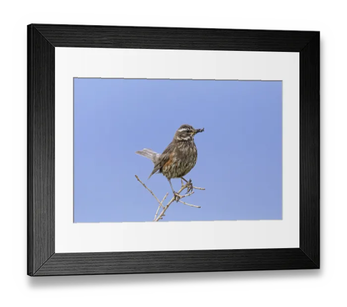 Framed Print : Redwing (Turdus iliacus) perched in tree with grubs in beak in summer