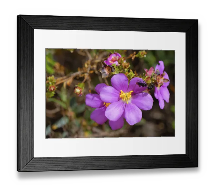 Framed Print : Lavoisiera sampaiona or Microlicia