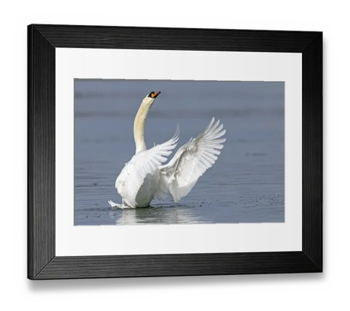 Framed Print : Mute swan (cygnus olor) flaps its wings Framed Print : Mute swan (cygnus olor) flaps its wings