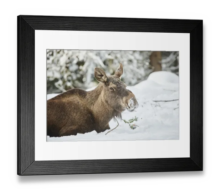 Framed Print : European elk (Alces alces) in portrait in winter