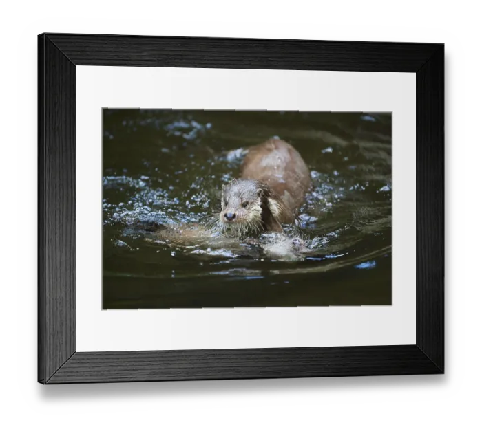 Framed Print : Eurasian otter (Lutra lutra), playing with each other in the water Framed Print : Eurasian otter (Lutra lutra), playing with each other in the water