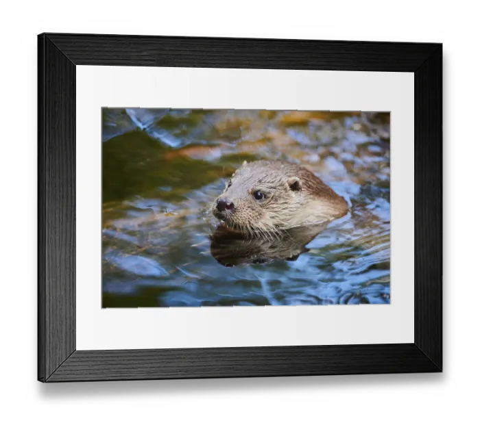 Framed Print : Eurasian otter (Lutra lutra), swimming in the water