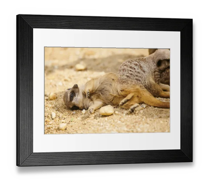 Framed Print : Meerkat (Suricata suricatta) lying on the ground Framed Print : Meerkat (Suricata suricatta) lying on the ground
