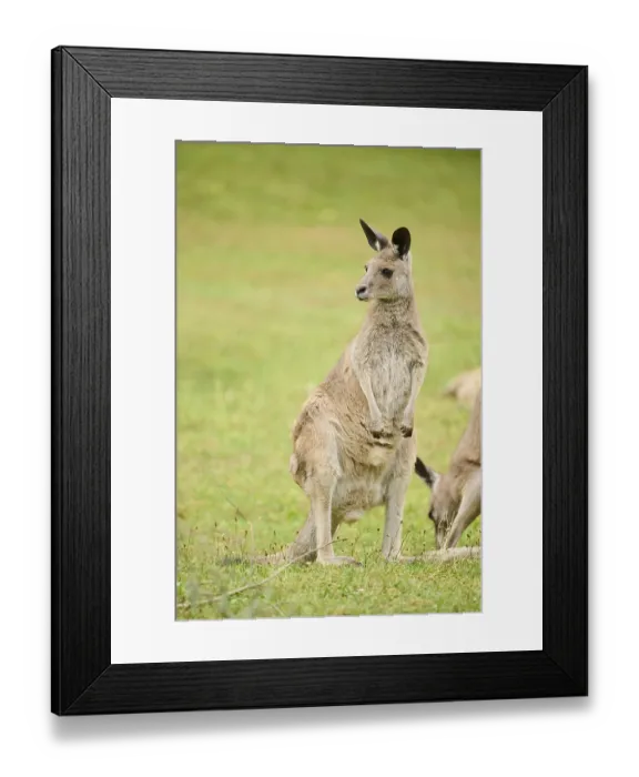 Framed Print : Western grey kangaroo (Macropus fuliginosus) sitting on a meadwo
