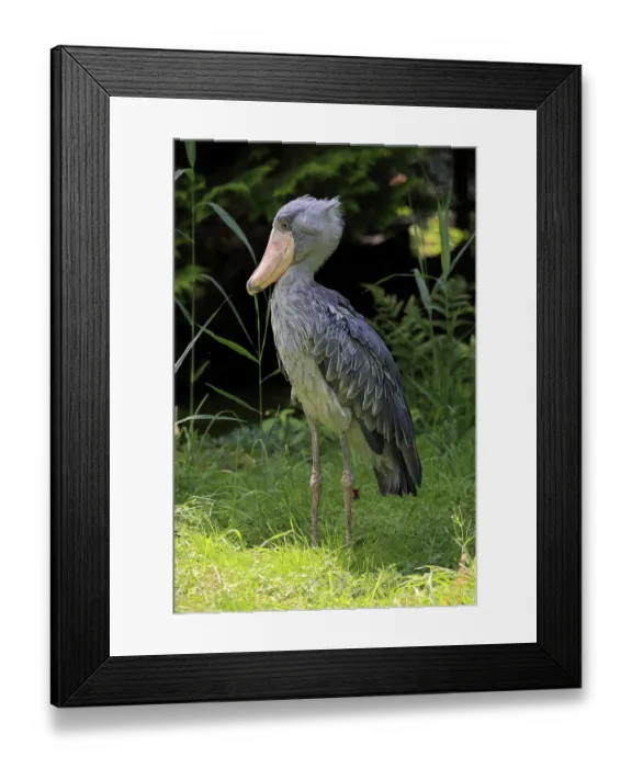 Framed Print : Shoebill (Balaeniceps rex), adult