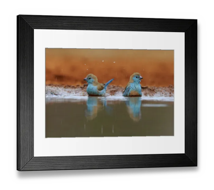 Framed Print : Angolan butterfly finch (Uraeginthus angolensis)