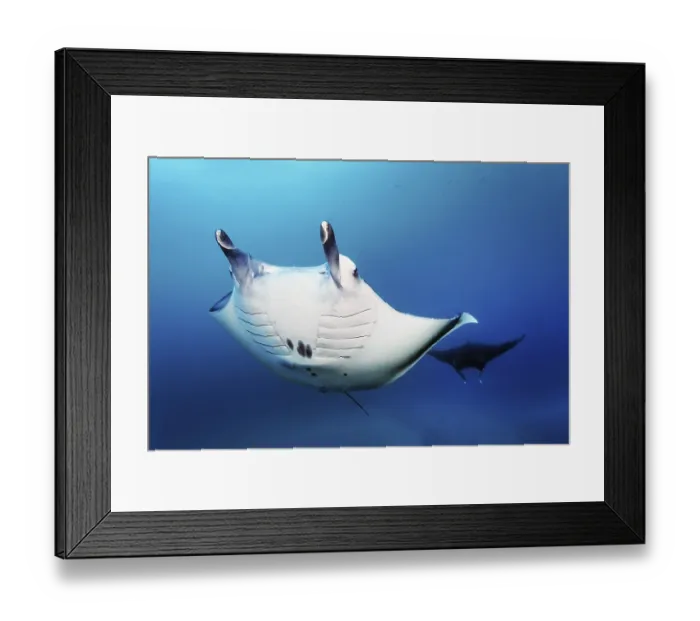 Framed Print : Reef manta ray (Mobula alfredi) (Syn)