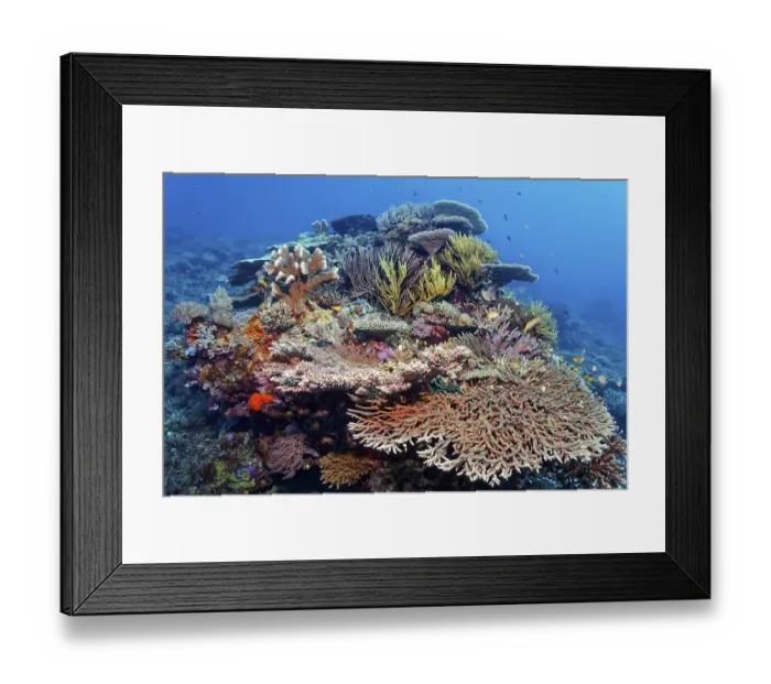 Framed Print : Intact, coral block on coral reef with many different stony corals (Scleractinia) and soft corals (Alcyonaria)