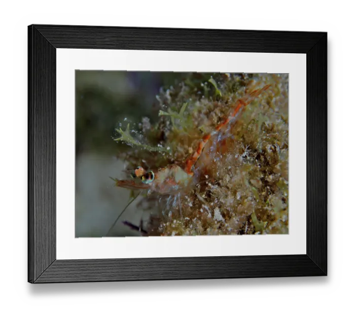 Framed Print : Close-up of a small, translucent prawn