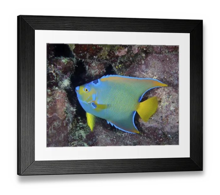 Framed Print : A colourful Marine angelfish, queen angelfish (Holacanthus ciliaris)