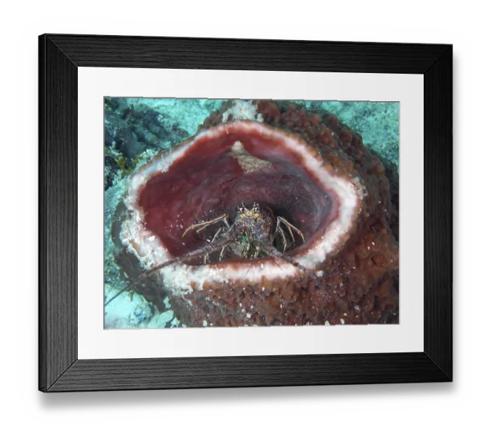 Framed Print : A caribbean spiny crayfish (Panulirus argus) sits in a Caribbean vase sponge (Xestospongia muta) under water