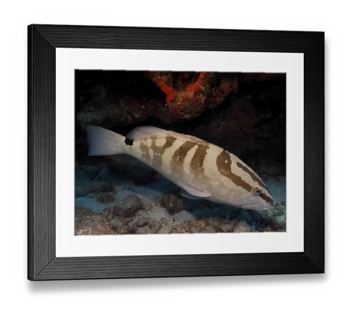 Framed Print : A fish with a striped pattern, Nassau grouper (Epinephelus striatus) Framed Print : A fish with a striped pattern, Nassau grouper (Epinephelus striatus)
