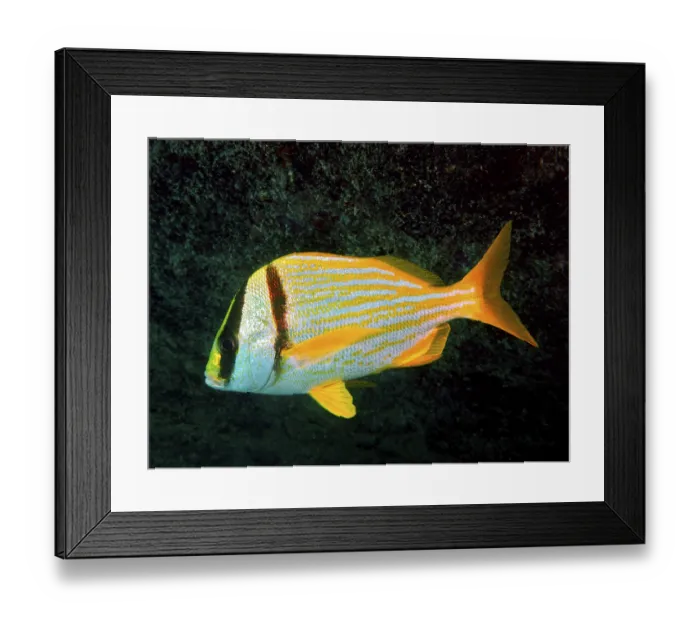 Framed Print : Fish with a yellow stripe pattern