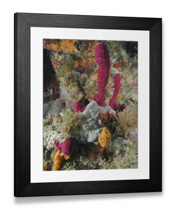 Framed Print : Colourful sea sponges in various shapes and colours