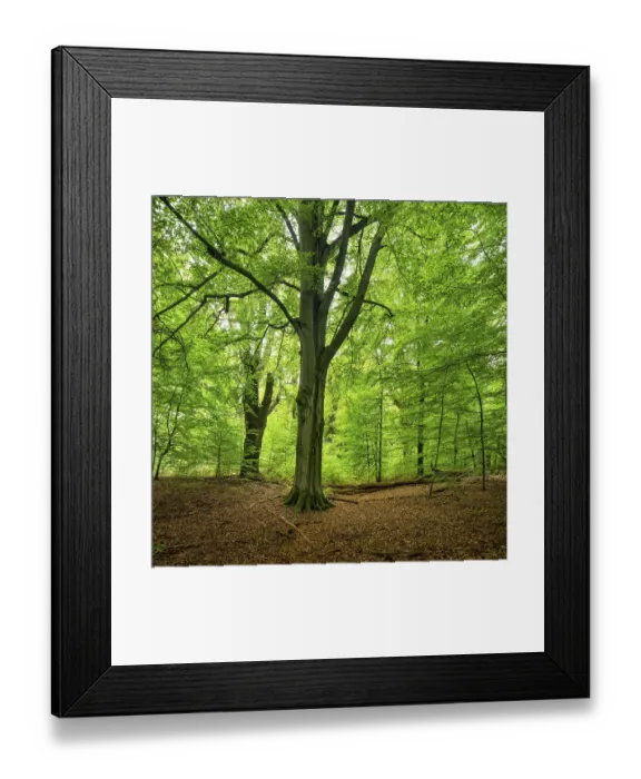 Framed Print : Untouched near-natural mixed deciduous forest with old beech and oak trees