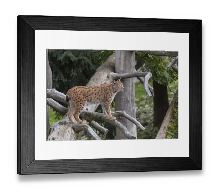 Framed Print : One Eurasian lynx, (Lynx lynx)