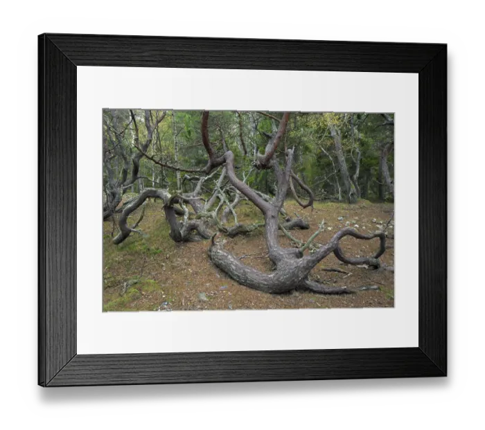 Framed Print : Windswept Scots pine (Pinus sylvestris) trees with contorted shapes in Trollskogen