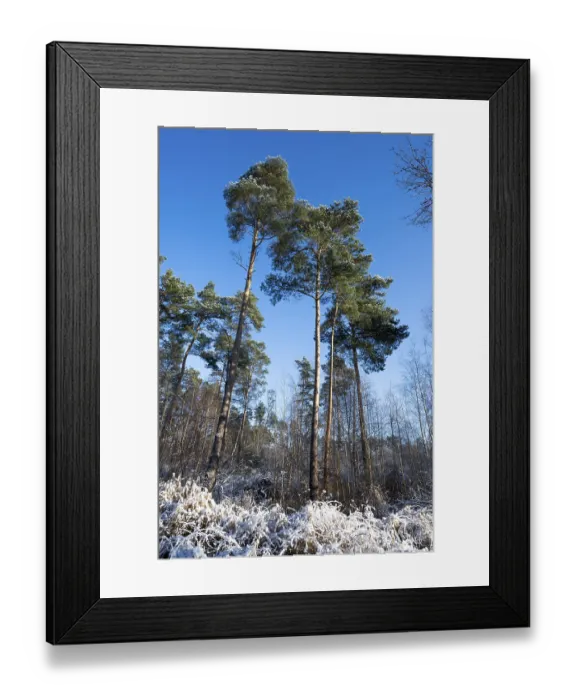 Framed Print : Scots pine (Pinus sylvestris) in winter