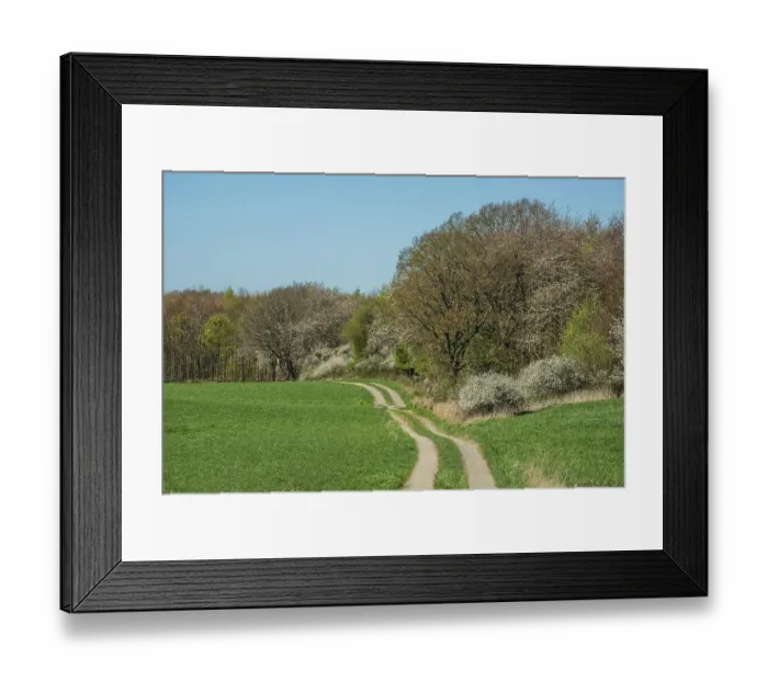 Framed Print : Forest with flowering trees at green field in springtime in Ystad municipality Framed Print : Forest with flowering trees at green field in springtime in Ystad municipality