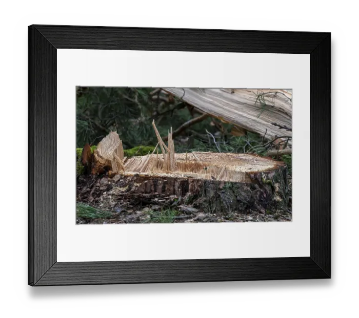 Framed Print : Detailed photo, forestry and clearing in the forest