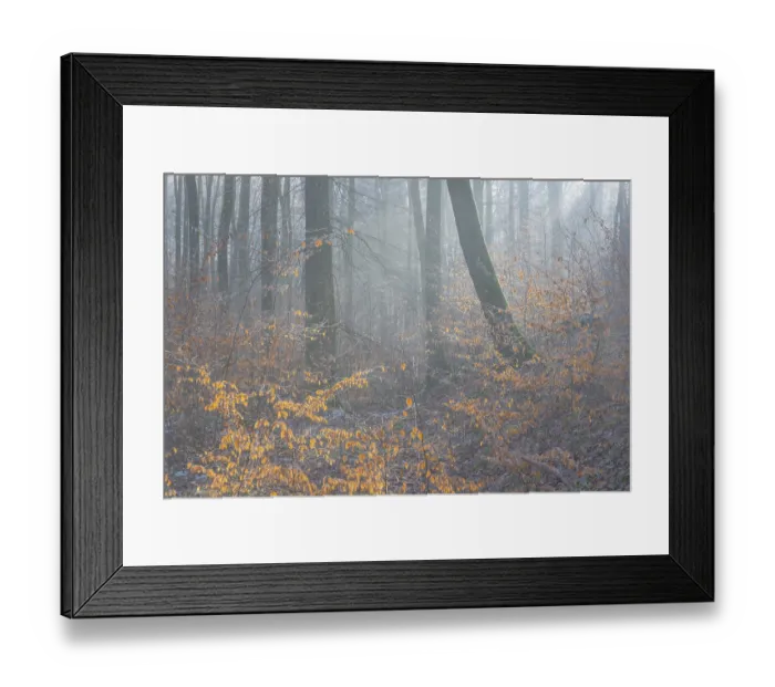 Framed Print : View of beech trees in the forest with hoarfrost frozen vegetation against the light Framed Print : View of beech trees in the forest with hoarfrost frozen vegetation against the light
