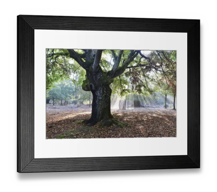 Framed Print : Beech tree at sunrise, sunbeams in the beech forest Framed Print : Beech tree at sunrise, sunbeams in the beech forest