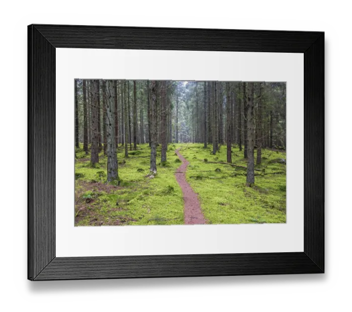 Framed Print : Winding nature footpath in a spruce forest covered with green moss on the forest floor Framed Print : Winding nature footpath in a spruce forest covered with green moss on the forest floor