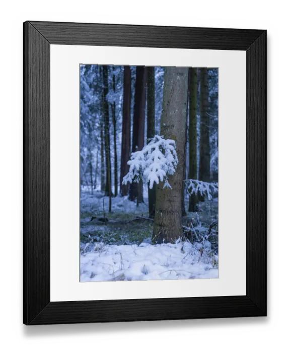 Framed Print : Snow-covered grove with trees in a winter forest