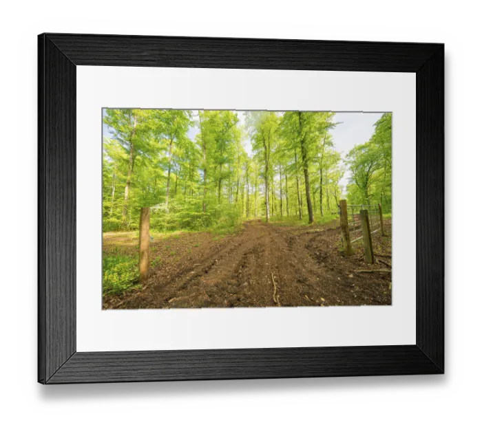 Framed Print : A muddy forest path leads through a green Framed Print : A muddy forest path leads through a green