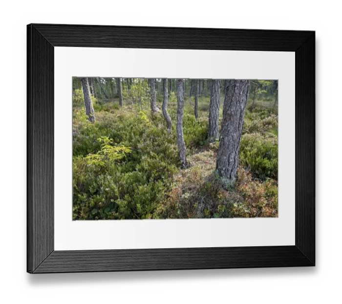 Framed Print : Pine forest, Rumskulla, Smaland, Sweden, Europe Framed Print : Pine forest, Rumskulla, Smaland, Sweden, Europe