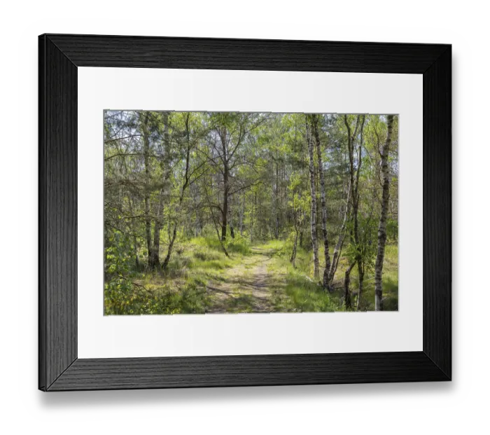 Framed Print : Forest trail Heidepfad through the Gohrischer Heide near Groeditz