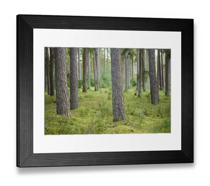 Framed Print : Scots pine (Pinus sylvestris) tree trunks in a forest
